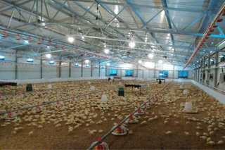 Estructura de acero Diseño de aves de corral para la granja de pollos de asador