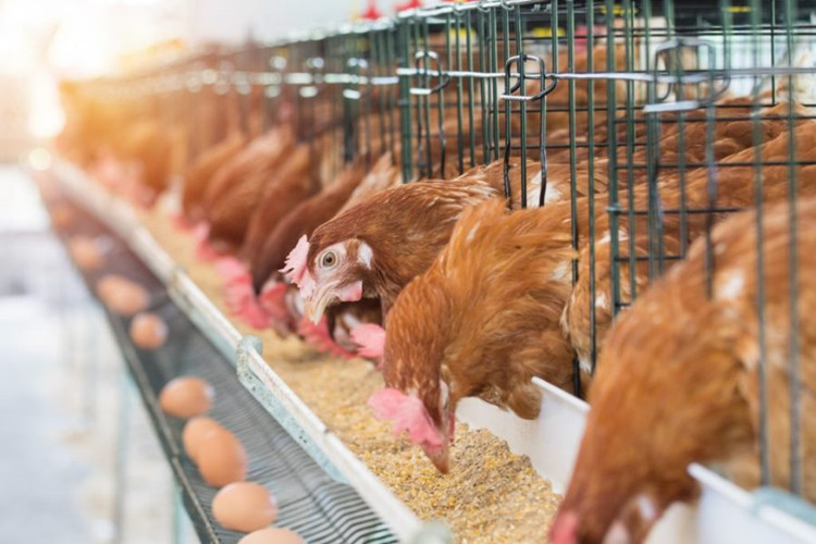 Edificios de acero de agricultura para granja de pollos con equipo avícola automático