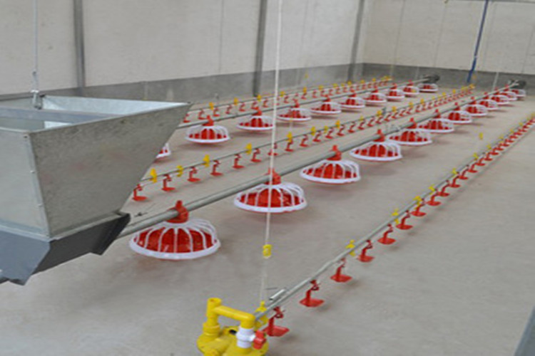 Aves de corral estándar que alojan aves de engorde de carne con marco de metal y equipo para pollos
