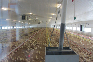 Casa de pollo de pollo de pollo para pollos de aves de corral para edificios de acero agrícola